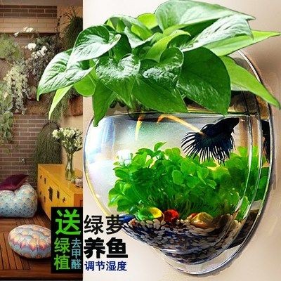 魚缸氣泡的解決方法：換水后魚缸壁上出現氣泡怎么辦？