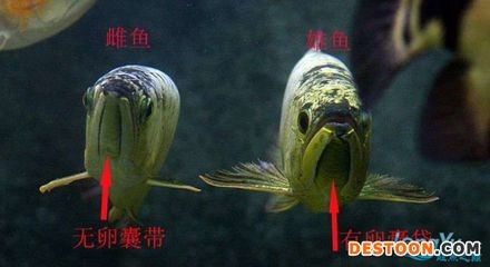金龍魚怎么分公母金龍魚公母區(qū)分公母圖解：如何區(qū)分金龍魚公母 金龍魚怎么分公母金龍魚公母區(qū)分公母圖解：如何區(qū)分金龍魚公母 龍魚百科 第3張