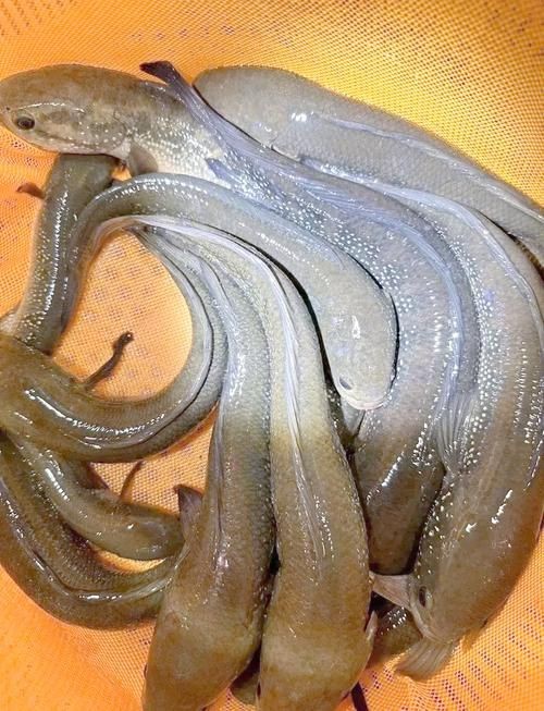 花星魚圖片 花星魚圖片 龍魚論壇 第2張