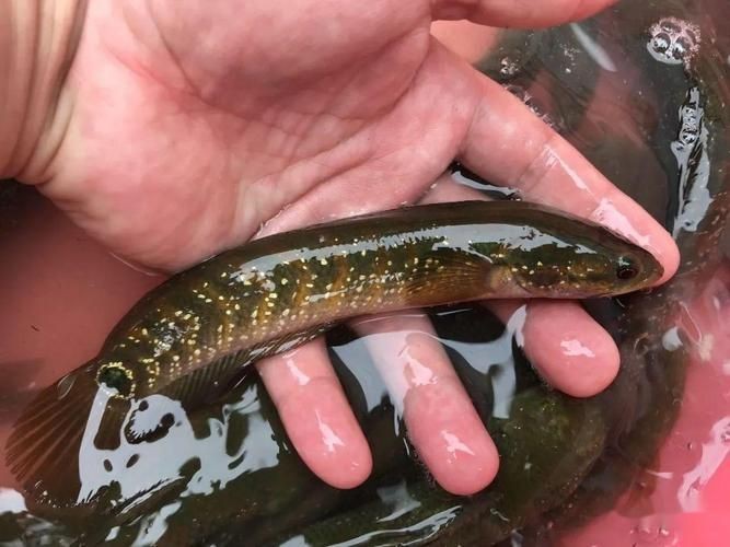花星魚圖片 花星魚圖片 龍魚論壇 第3張