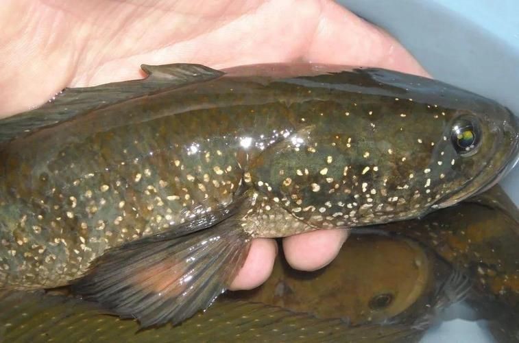 花星魚圖片 花星魚圖片 龍魚論壇 第1張