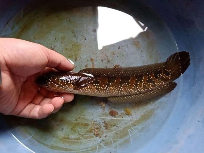 花星魚圖片 花星魚圖片 龍魚論壇 第4張