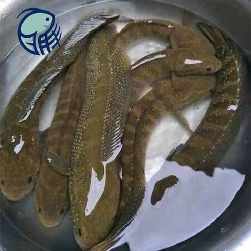 花星魚圖片 花星魚圖片 龍魚論壇 第9張
