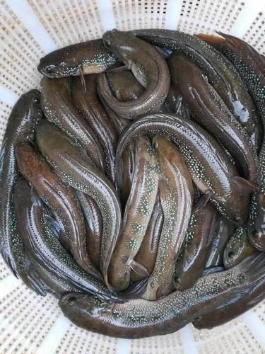 花星魚圖片 花星魚圖片 龍魚論壇 第5張