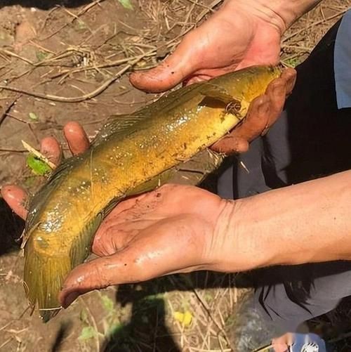 花星魚圖片 花星魚圖片 龍魚論壇 第6張
