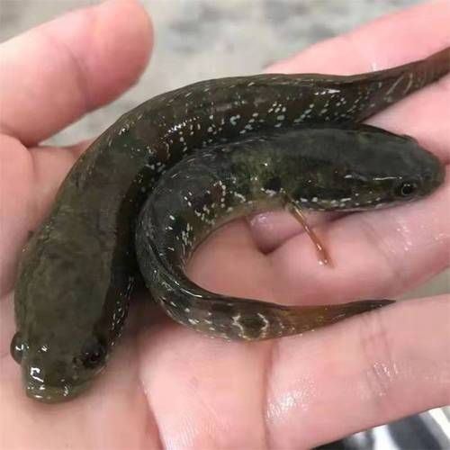 花星魚圖片 花星魚圖片 龍魚論壇 第8張