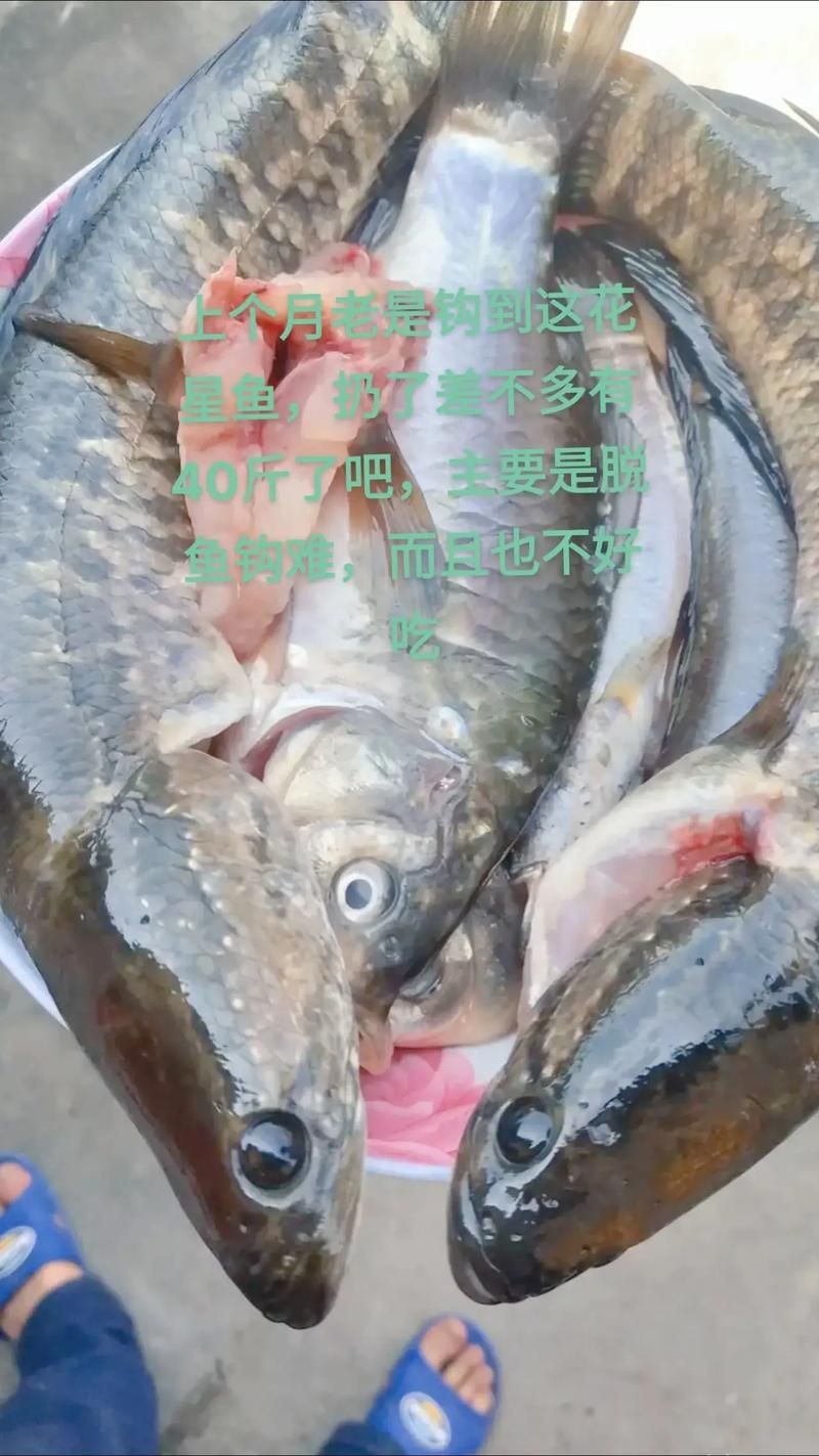花星魚圖片 花星魚圖片 龍魚論壇 第10張