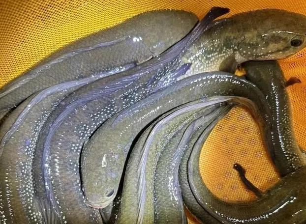 花星魚圖片 花星魚圖片 龍魚論壇 第12張