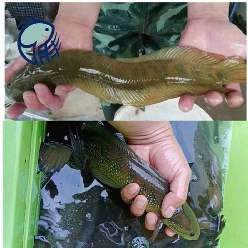 花星魚圖片 花星魚圖片 龍魚論壇 第15張