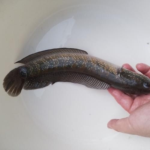 花星魚圖片 花星魚圖片 龍魚論壇 第14張