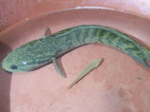 花星魚圖片 花星魚圖片 龍魚論壇 第13張