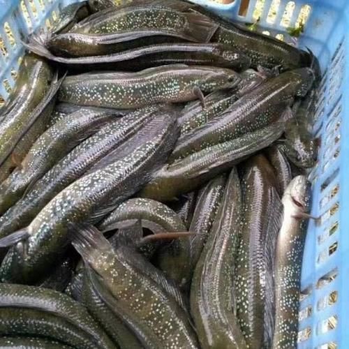花星魚圖片 花星魚圖片 龍魚論壇 第17張