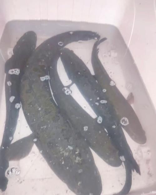花星魚圖片 花星魚圖片 龍魚論壇 第16張