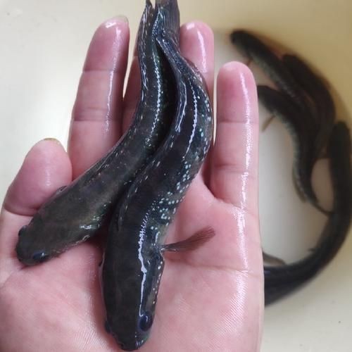 花星魚圖片 花星魚圖片 龍魚論壇 第18張