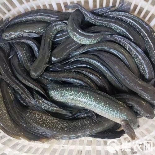 花星魚圖片 花星魚圖片 龍魚論壇 第23張