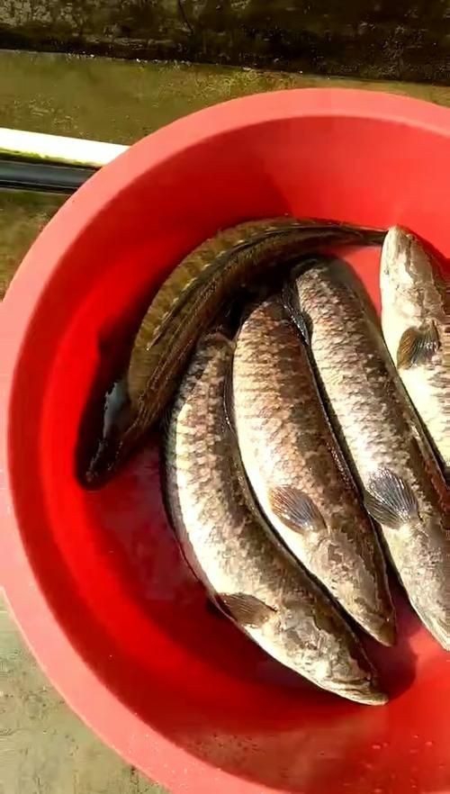 花星魚圖片 花星魚圖片 龍魚論壇 第20張