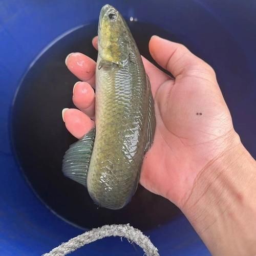花星魚圖片 花星魚圖片 龍魚論壇 第24張