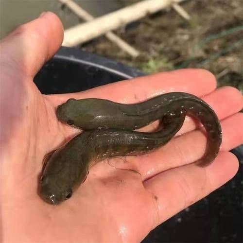 花星魚圖片 花星魚圖片 龍魚論壇 第22張