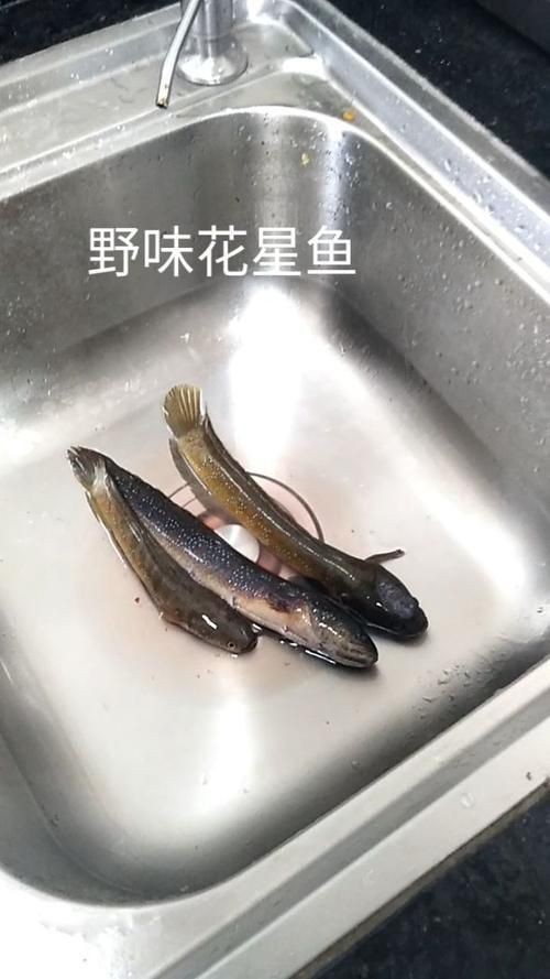 花星魚圖片 花星魚圖片 龍魚論壇 第19張