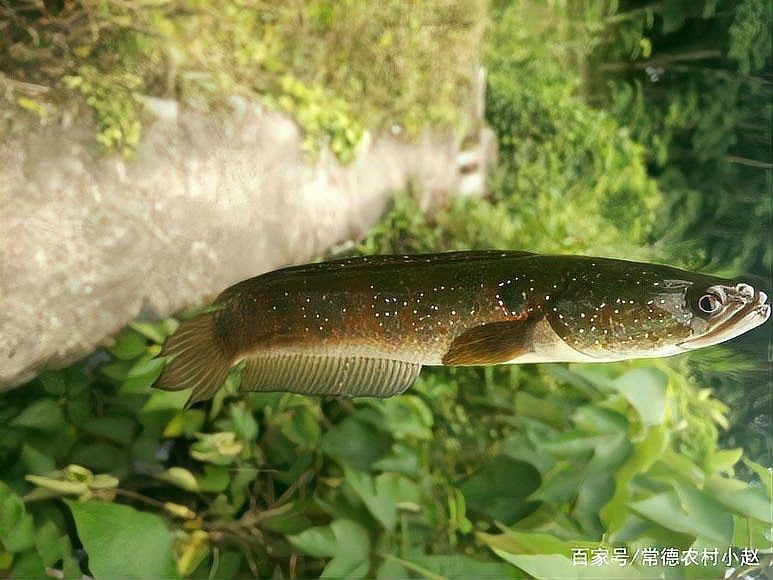花星魚圖片 花星魚圖片 龍魚論壇 第27張