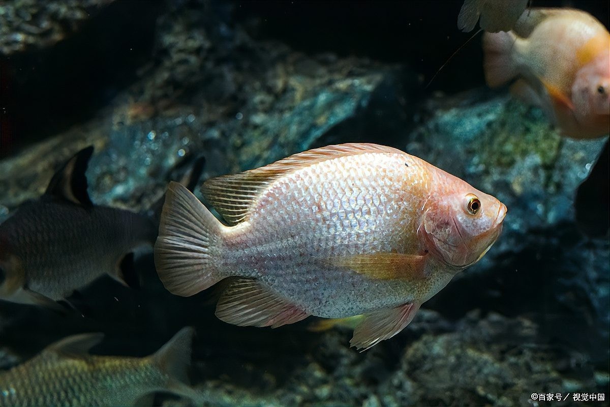 上海長城杯龍魚比賽為啥會死魚