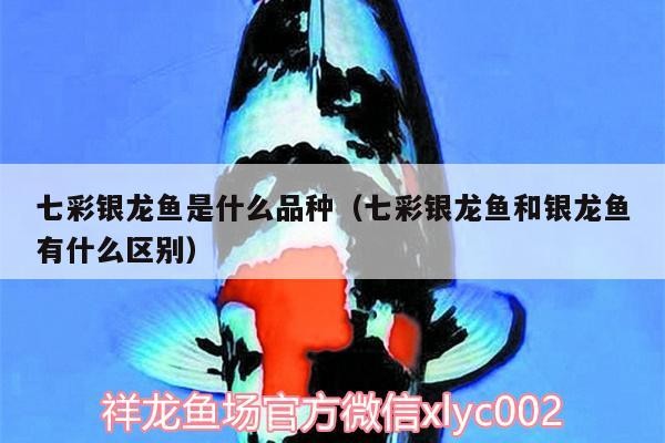 七彩銀龍魚是什么品種（七彩銀龍魚和銀龍魚有什么區別）