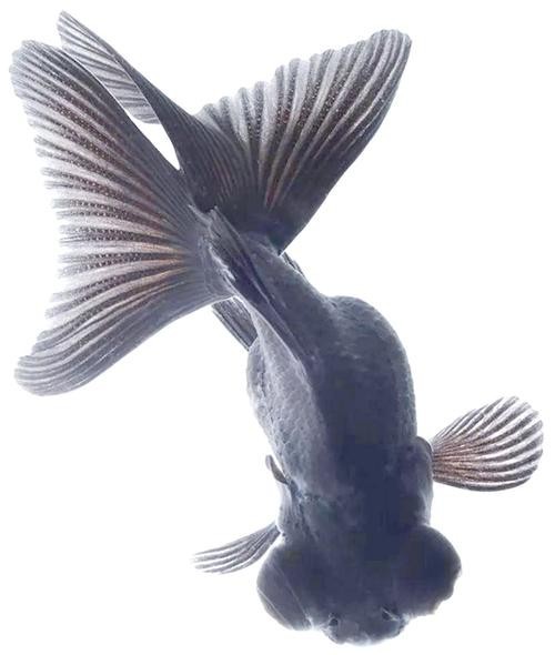北京水族展