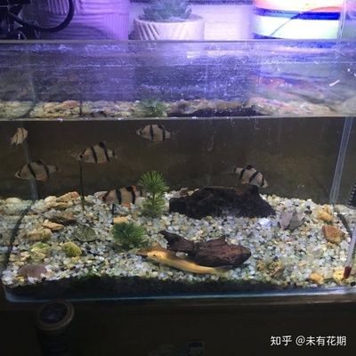 新手飼養觀賞魚的注意事項:新手養殖觀賞魚的注意事項 魚缸百科 第3張 新手飼養觀賞魚的注意事項:新手養殖觀賞魚的注意事項 新手飼養觀賞魚的注意事項:新手養殖觀賞魚的注意事項 魚缸百科 第3張