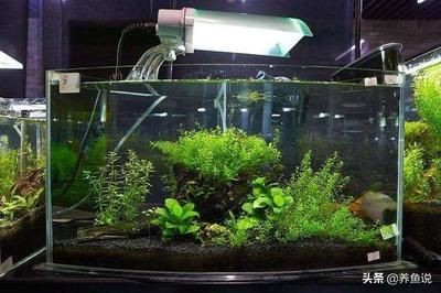 新手飼養觀賞魚的注意事項：新手養殖觀賞魚的注意事項 新手飼養觀賞魚的注意事項：新手養殖觀賞魚的注意事項 魚缸百科 第2張