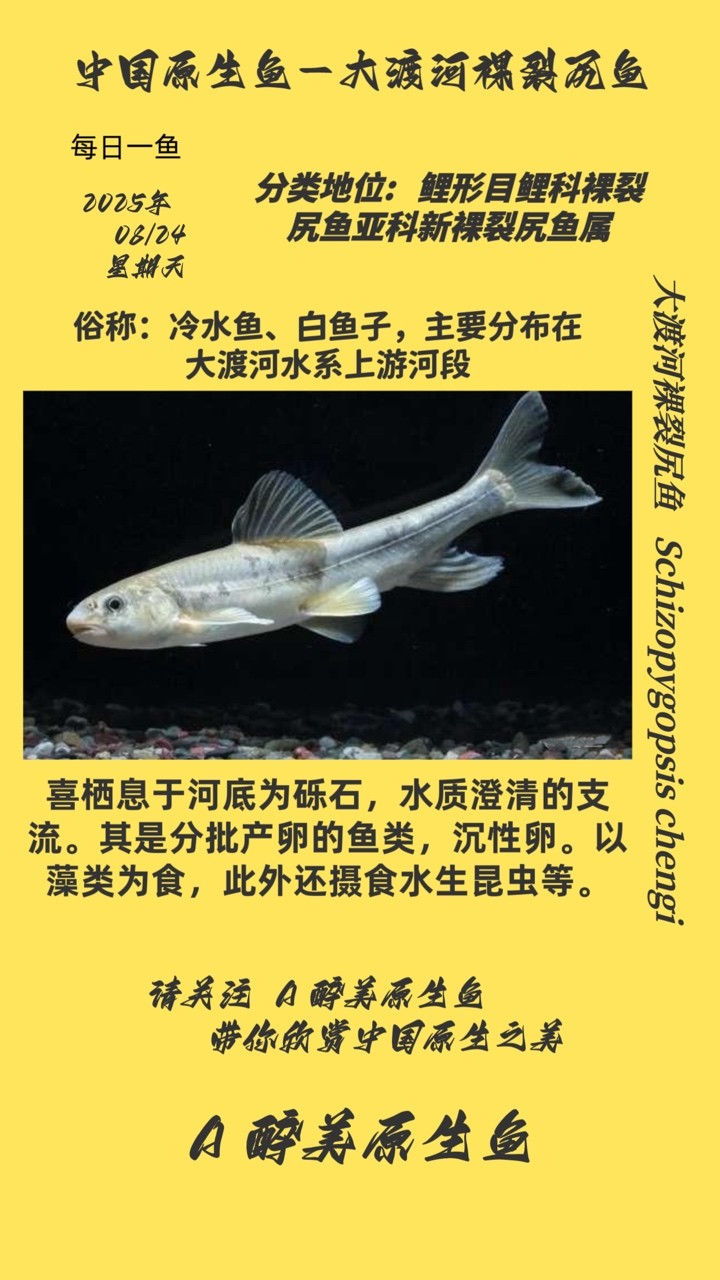 大渡河裸裂尻魚 大渡河裸裂尻魚 龍魚論壇