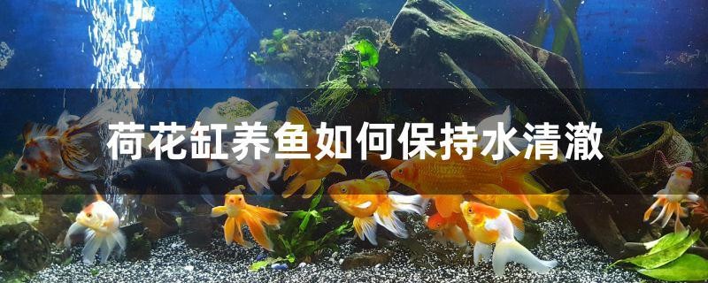 荷花缸養魚如何保持水清澈
