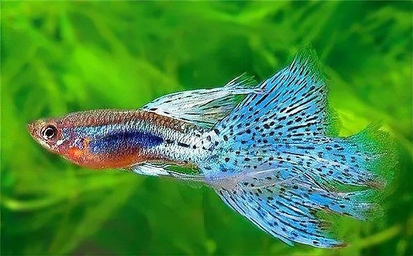 孔雀魚比賽有哪些組別？