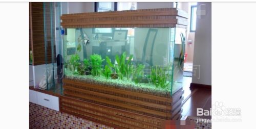 魚缸水發(fā)白放消化菌，如何正確維護魚缸硝化系統(tǒng)