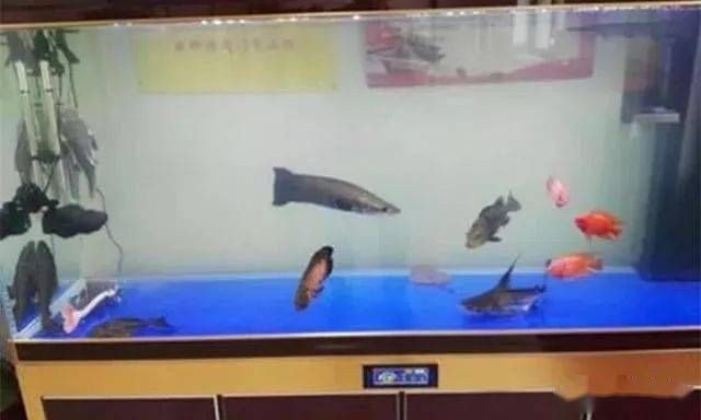 魚缸水發(fā)白放消化菌，如何正確維護魚缸硝化系統(tǒng)