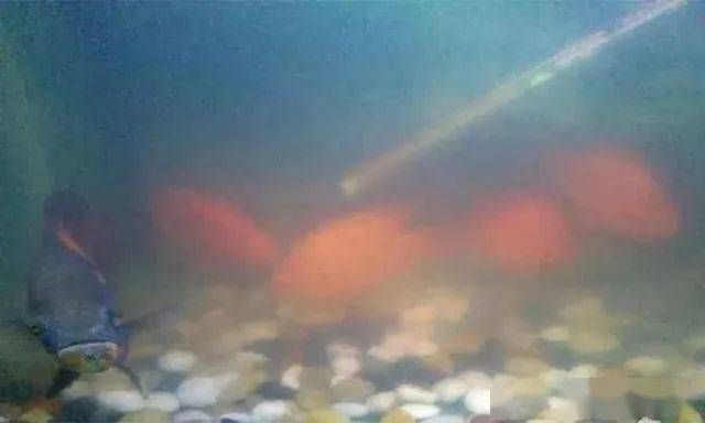 魚缸水發(fā)白放消化菌，如何正確維護魚缸硝化系統(tǒng)