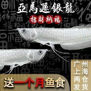 金龍魚活魚批發，金龍魚活魚批發市場價格