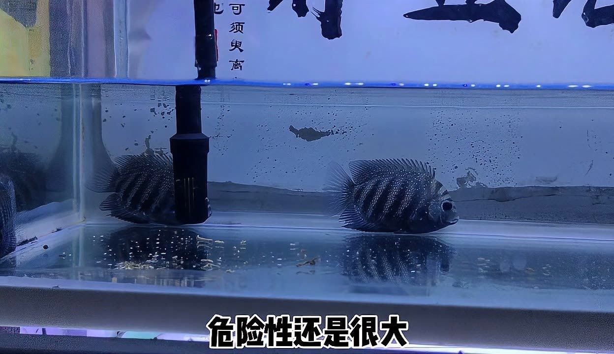魚缸爆裂的原因及解決方法：弧形魚缸存在安全隱患，安全隱患存在安全隱患
