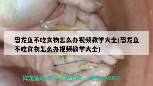 銀龍魚銀龍魚二十公分有多少歲（20公分的銀龍魚能吃多大的魚）