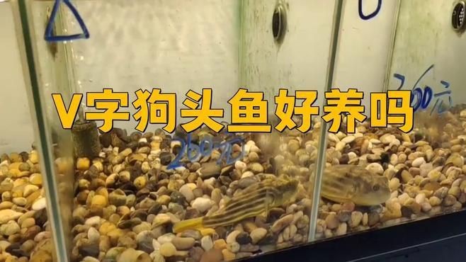 狗頭河豚好養(yǎng)嗎 狗頭河豚好養(yǎng)嗎 龍魚論壇 第11張