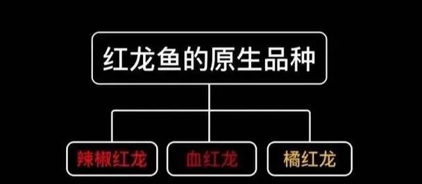 小紅龍魚怎么挑選圖片