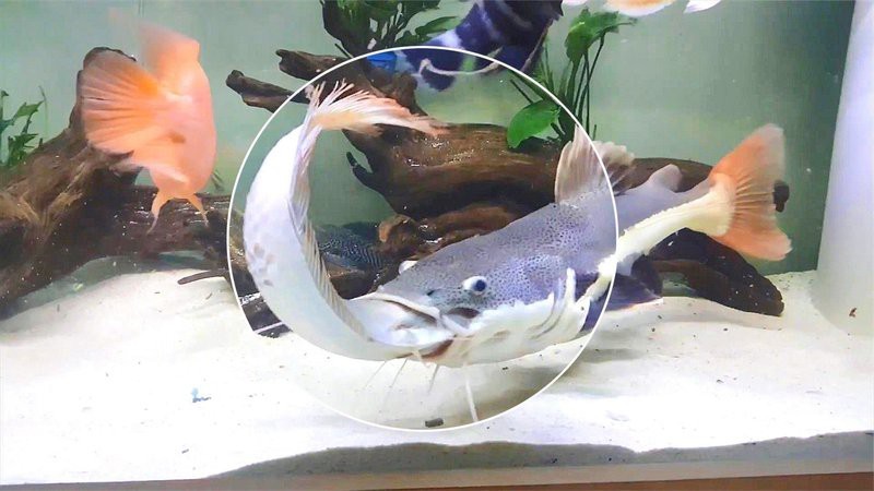 招財貓吃龍魚視頻