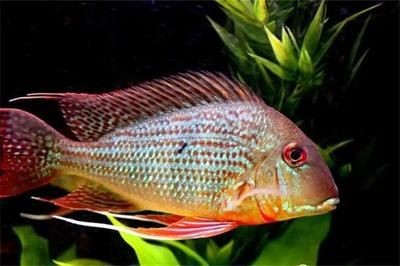 瑪麗魚缸里放什么水草：瑪麗魚缸水草養護技巧,莫斯水草種植注意事項,金魚藻蜈蚣草繁殖方法