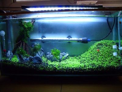瑪麗魚缸里放什么水草：瑪麗魚缸水草養護技巧,莫斯水草種植注意事項,金魚藻蜈蚣草繁殖方法