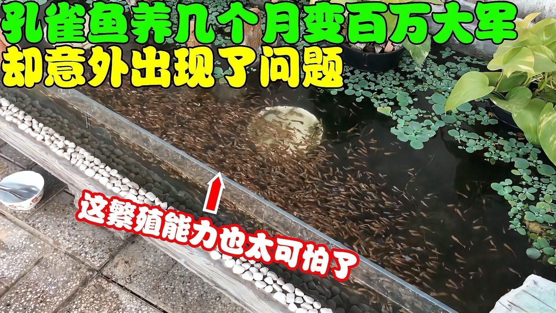 如何人工培育出大型孔雀魚？