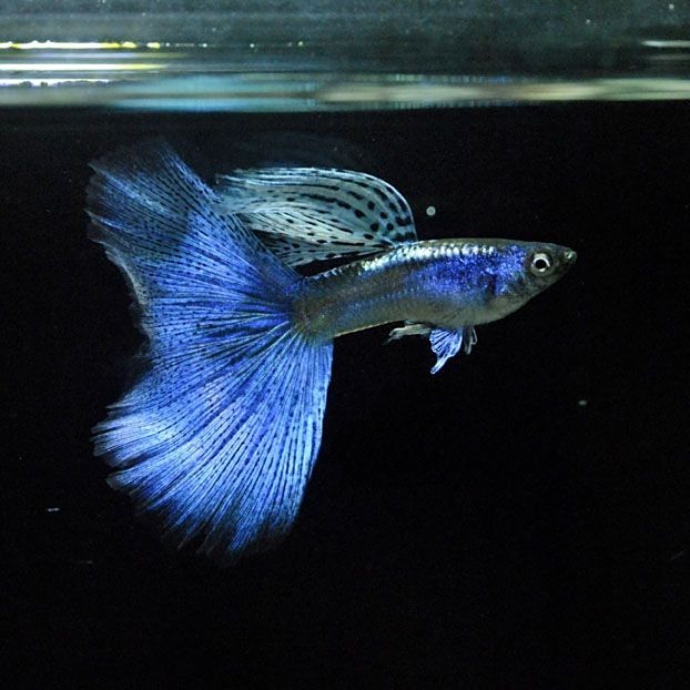 如何人工培育出大型孔雀魚？