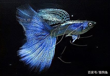 如何人工培育出大型孔雀魚？