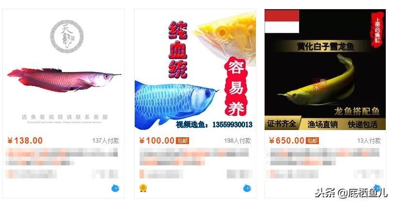 淘寶哪家龍魚比較好：淘寶上經營龍魚且用戶評價較好的店鋪：淘寶哪家龍魚好