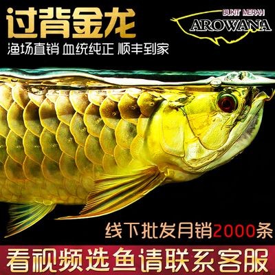 淘寶哪家龍魚比較好：淘寶上經營龍魚且用戶評價較好的店鋪：淘寶哪家龍魚好