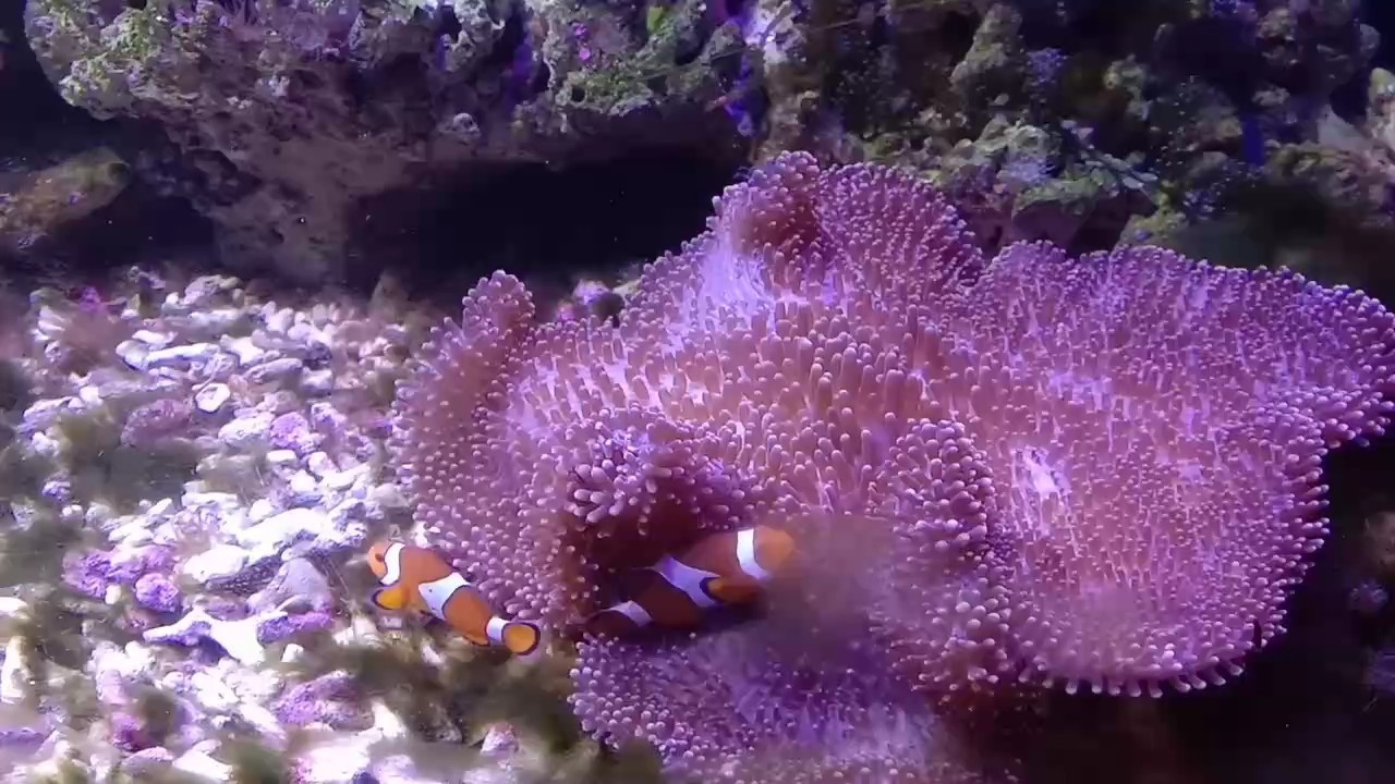 鯊魚胎生還是卵生動物 鯊魚胎生還是卵生動物 龍魚論壇