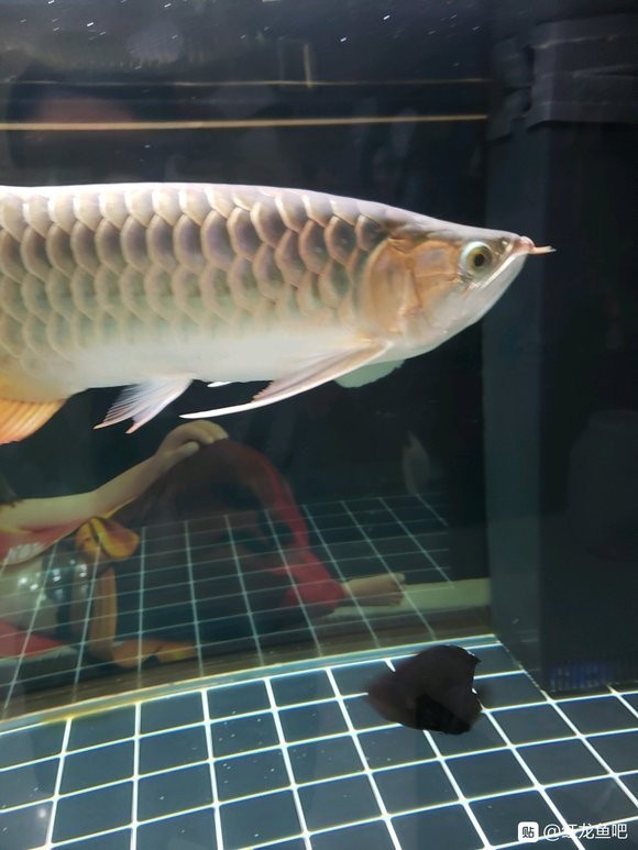 紅龍魚吧有官方認證嗎？